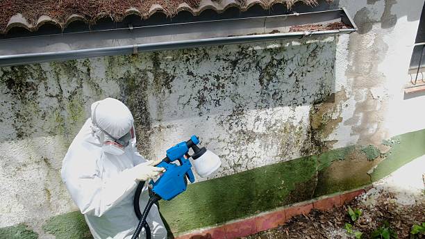 Top rated local Mold Remediation specialists in Abingdon, VA